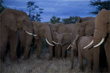 photo of elephants by Nathan Williamson